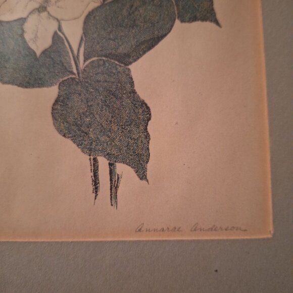 Hand Signed Annarae Anderson Print 25 of 500 Botanical Illustration Black Frame - Picture 3 of 4
